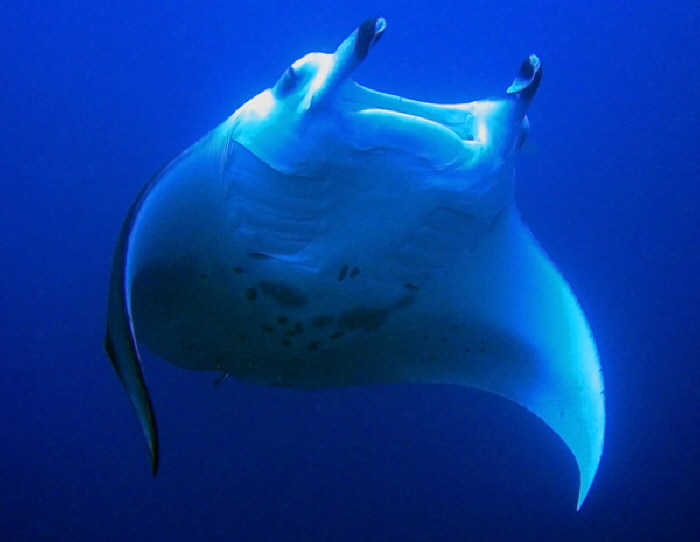 Manta1