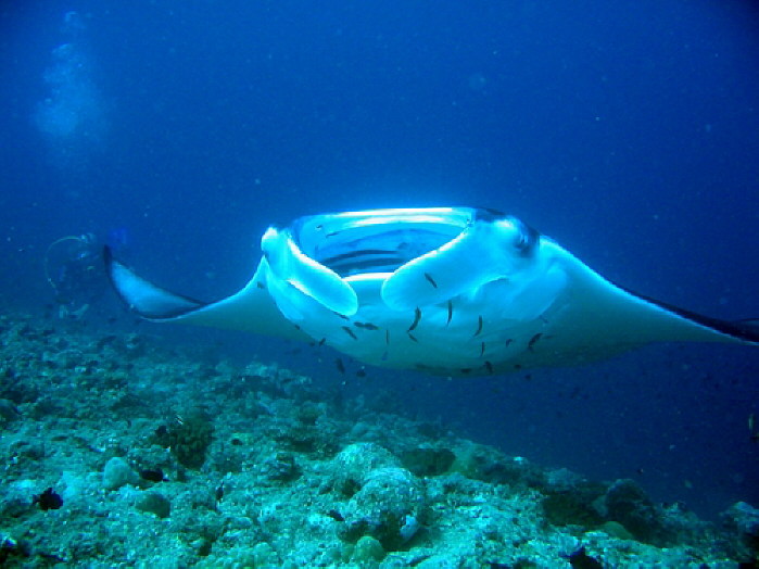 Manta Manta